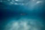 Entre Mares Dive Center