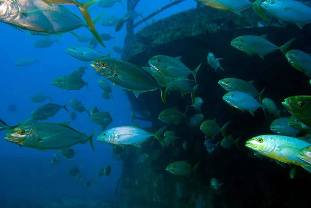 Discount Key West — photo 2
