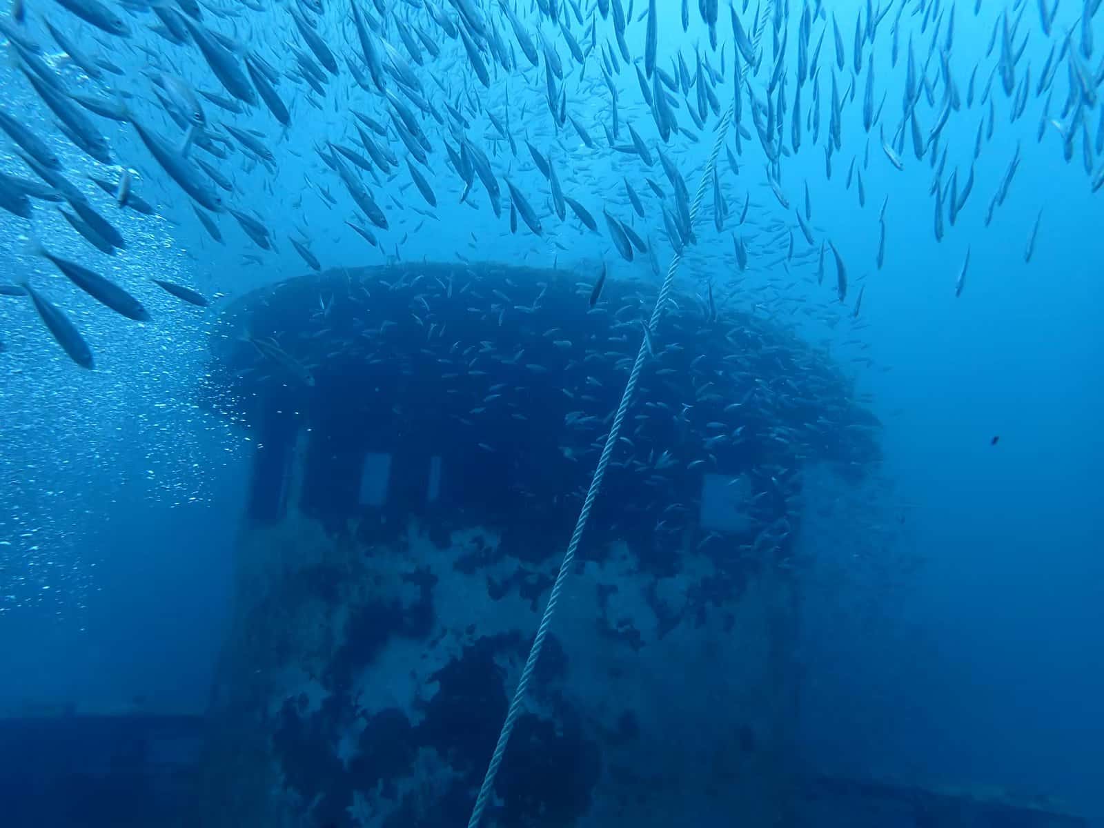 Albany Scuba