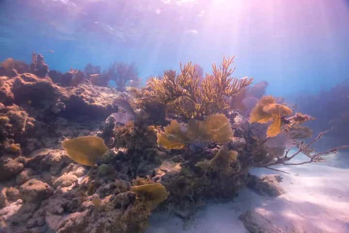 Grove Scuba — photo 3
