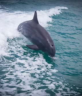 Wet Dream Charters — photo 5