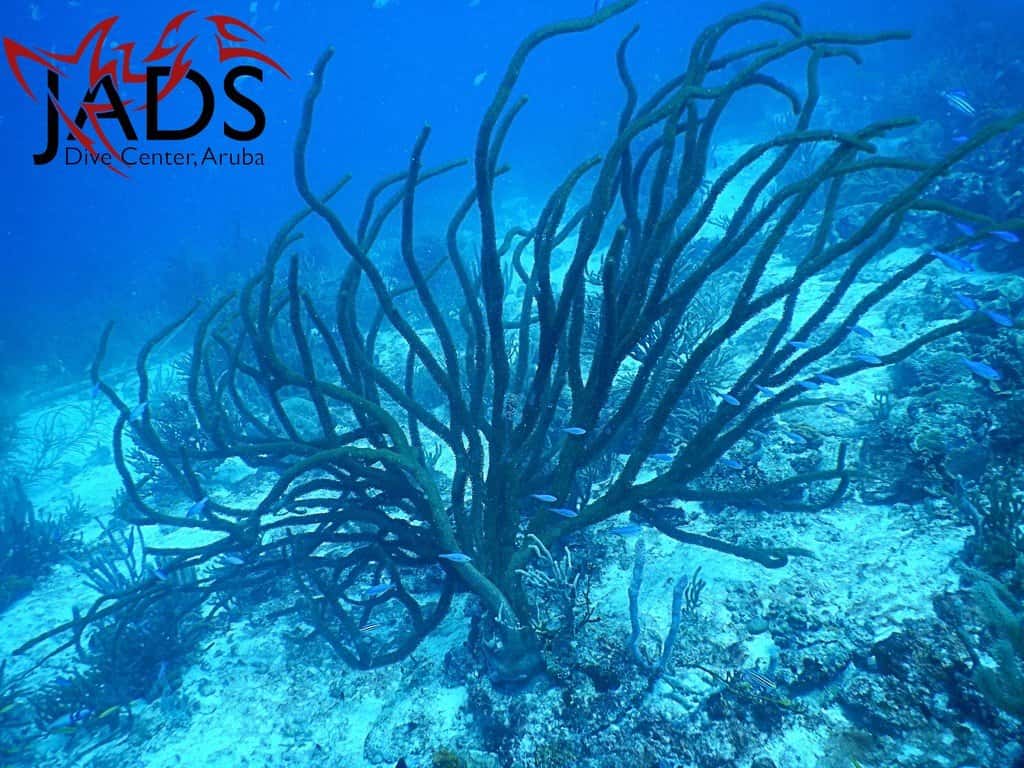 JADS Aruba — photo 2