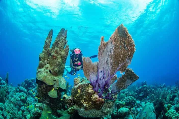 Dive Provo