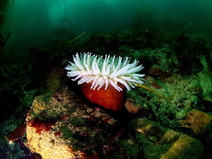 Pacific Scuba Divers — photo 2