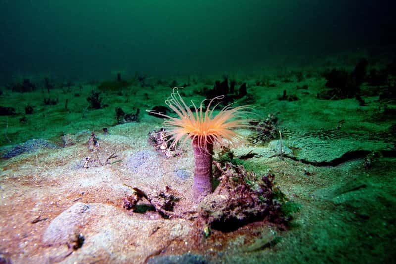 Pacific Scuba Divers — photo 5