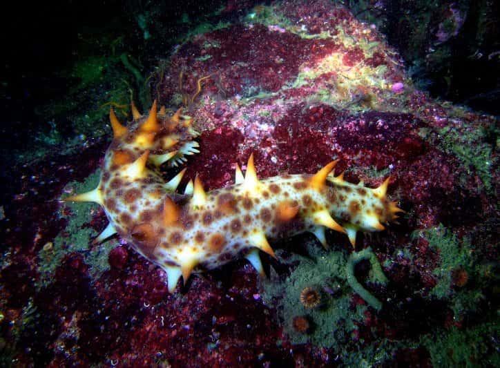 Pacific Scuba Divers — photo 3
