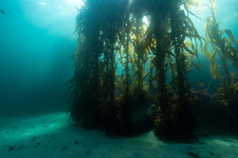 Pacific Scuba Divers — photo 4