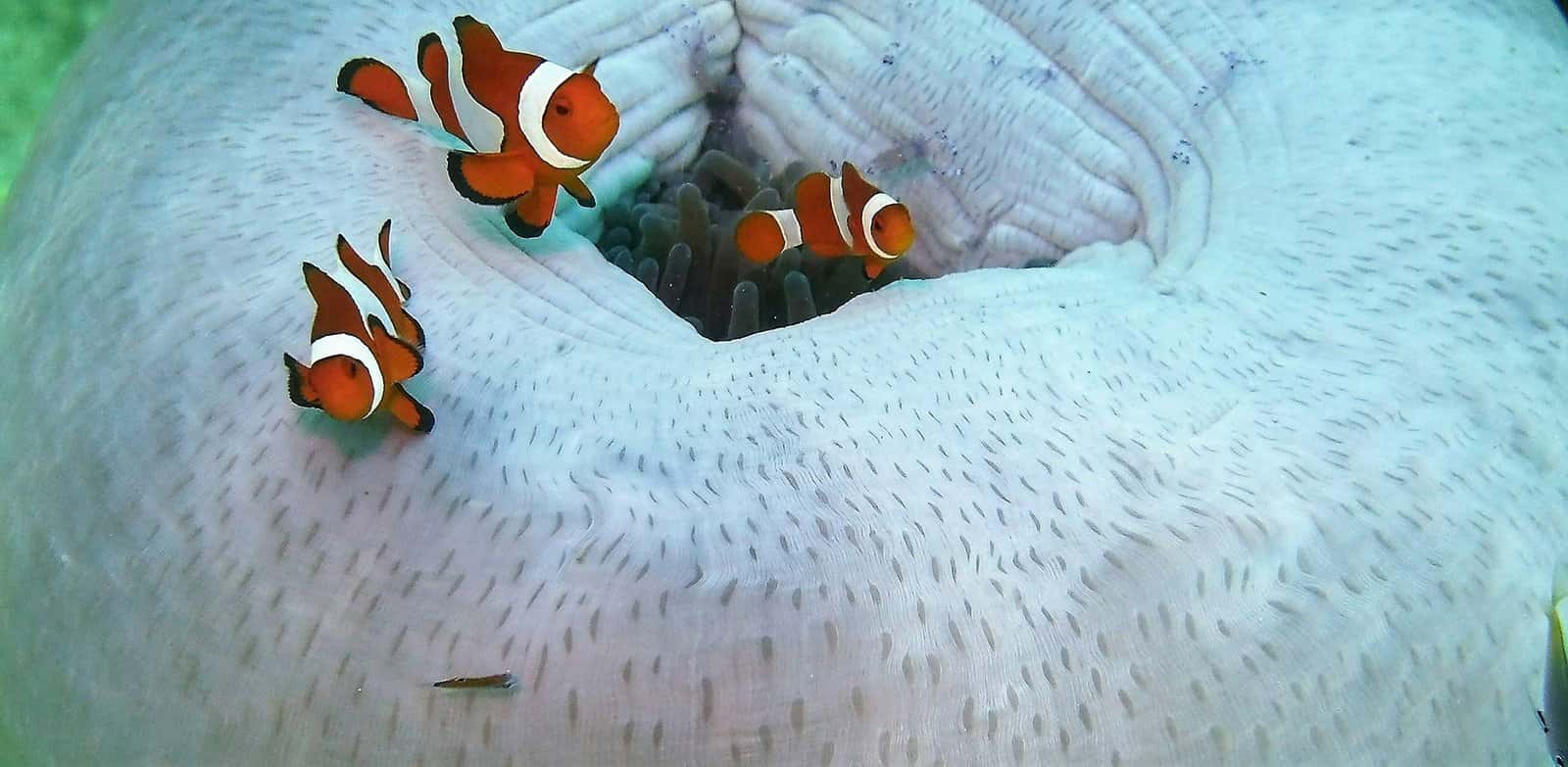 Argonaut Diving — photo 4