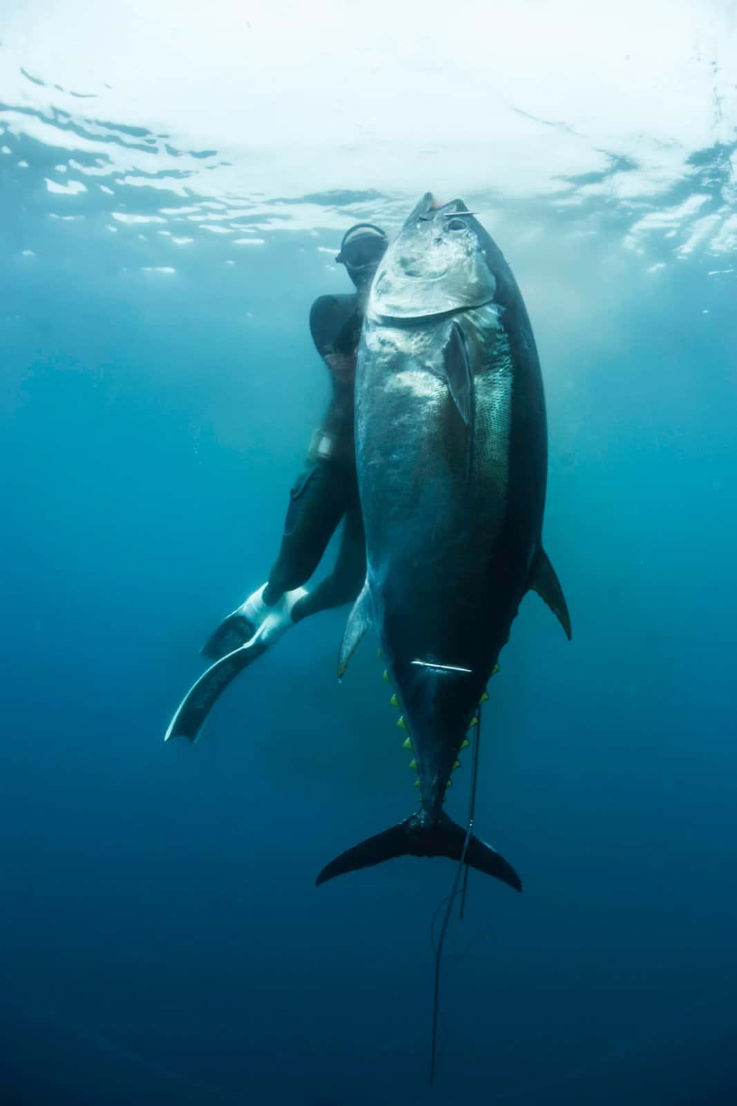 SAVAGE DIVING