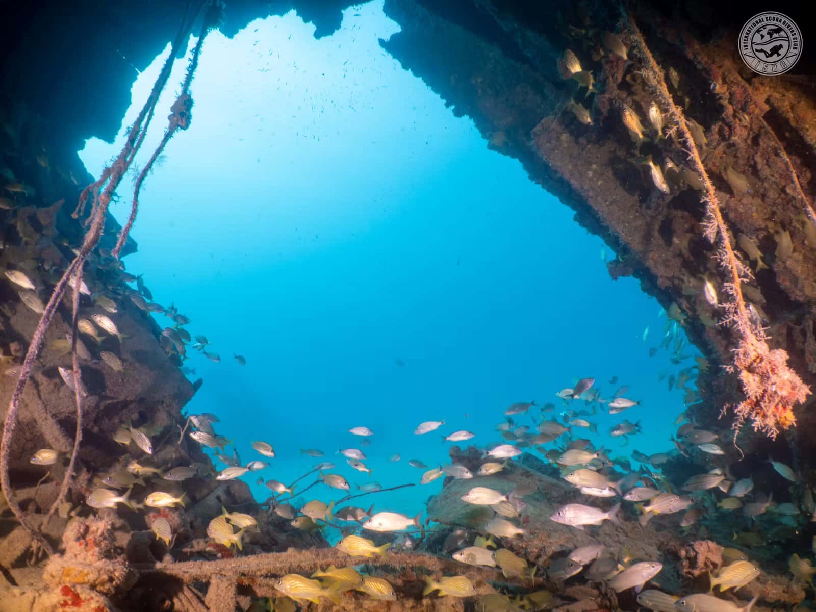 The Dive Boat
