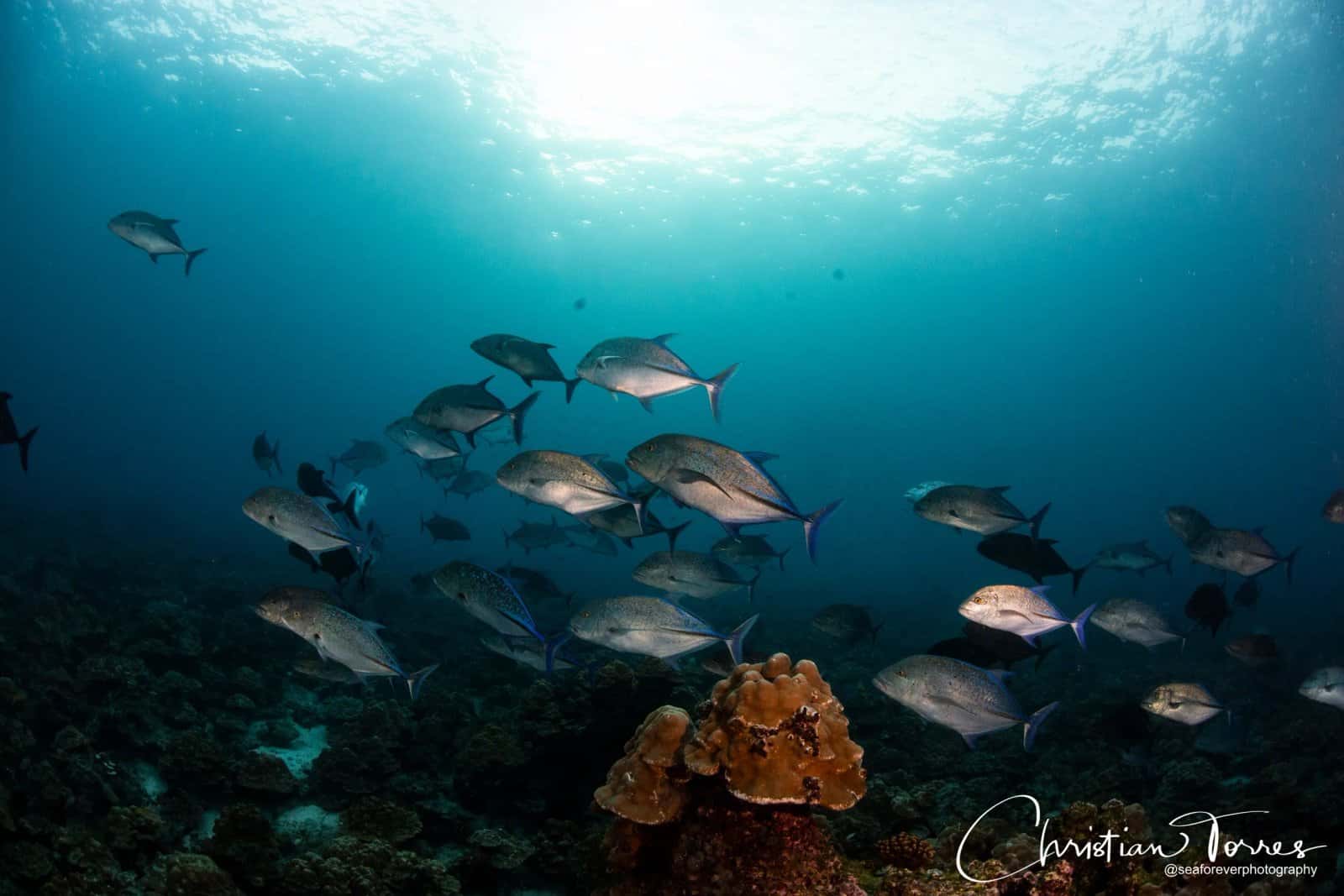 Drake Bay Diving