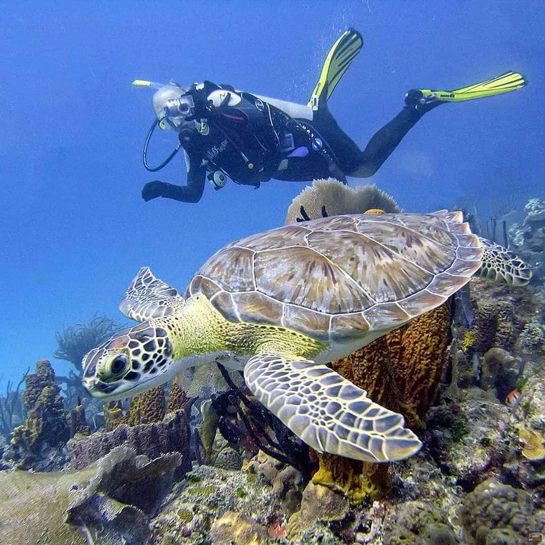 Deep Blue Bayahibe Diving — photo 4