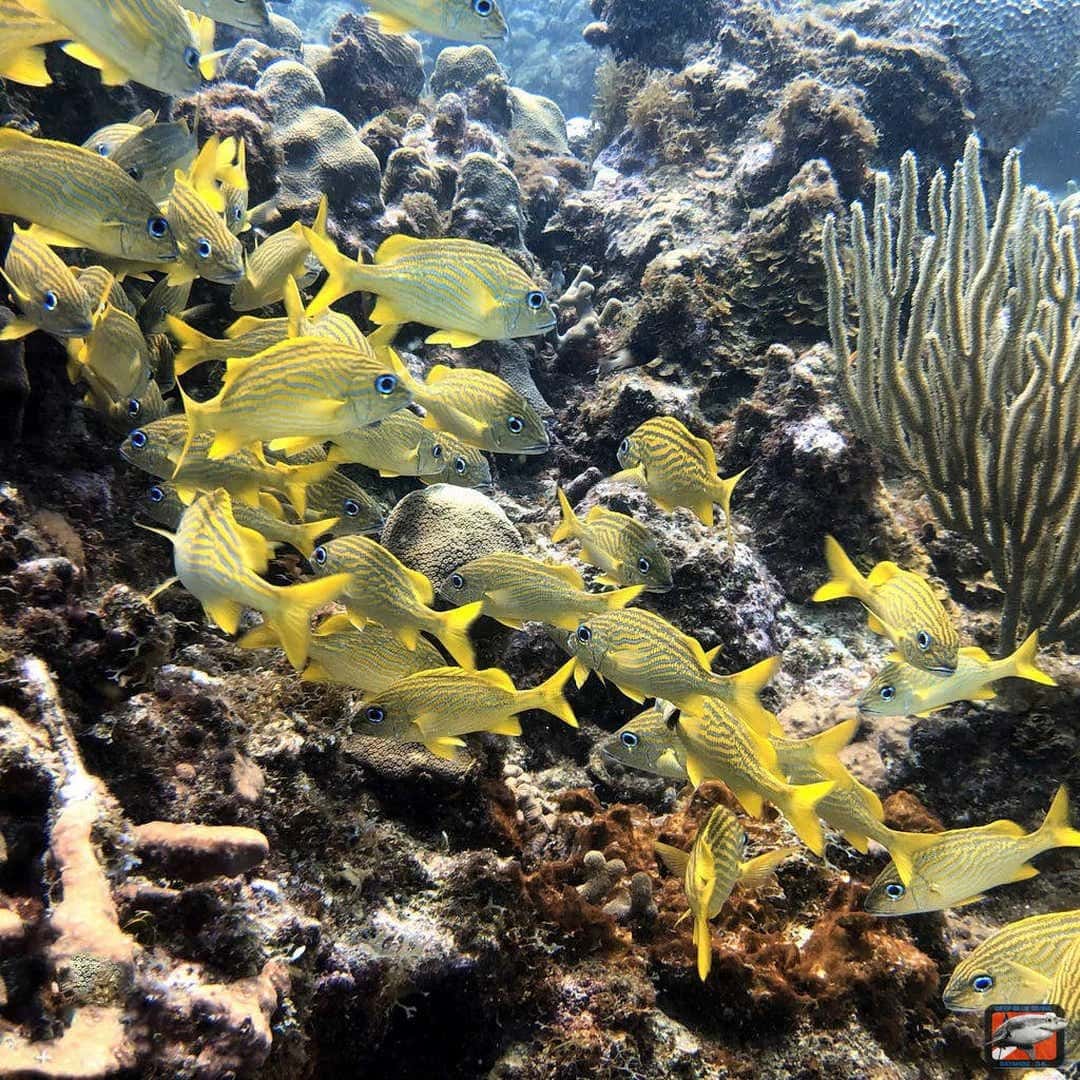 Deep Blue Bayahibe Diving — photo 3