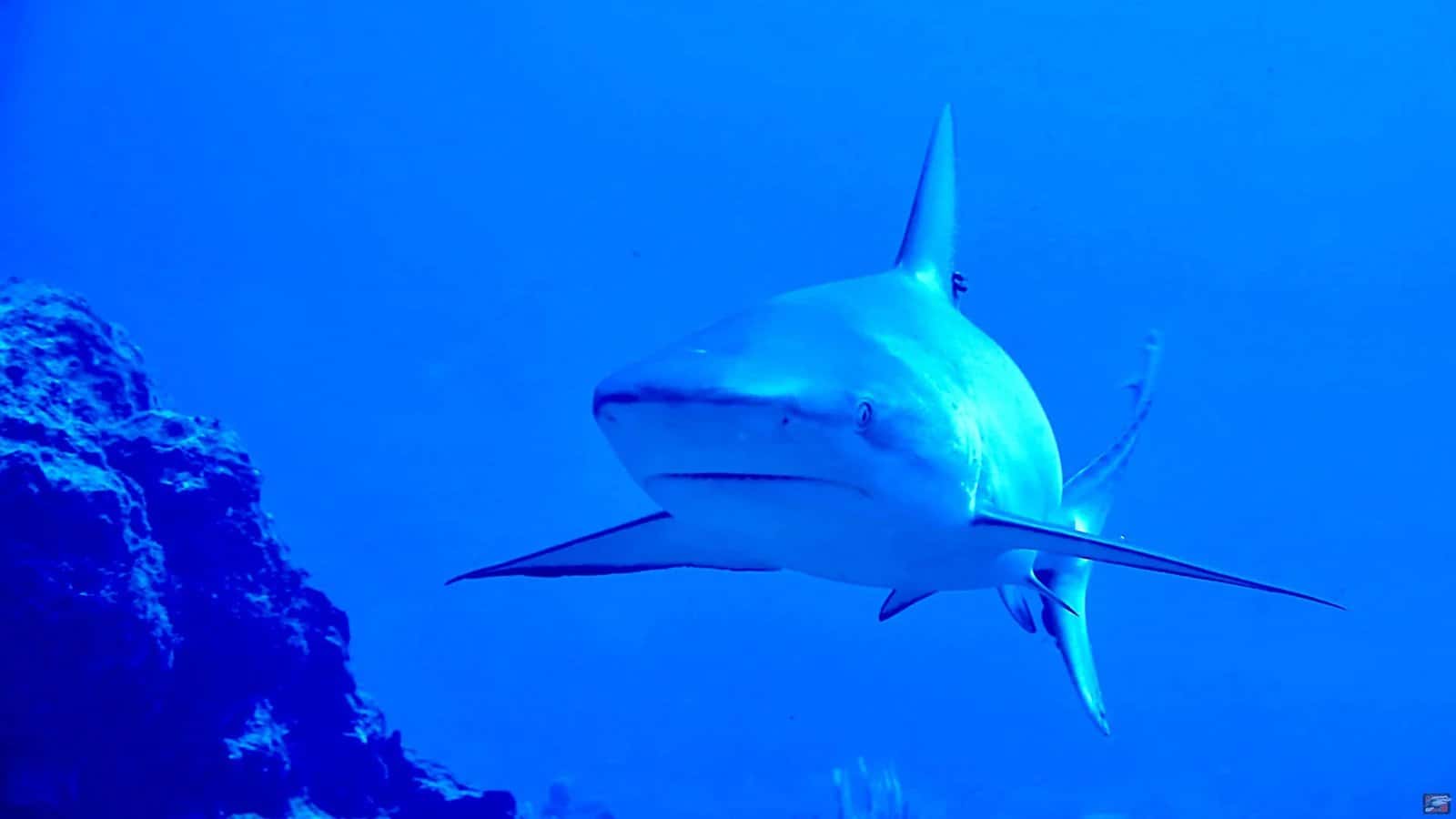 Deep Blue Bayahibe Diving