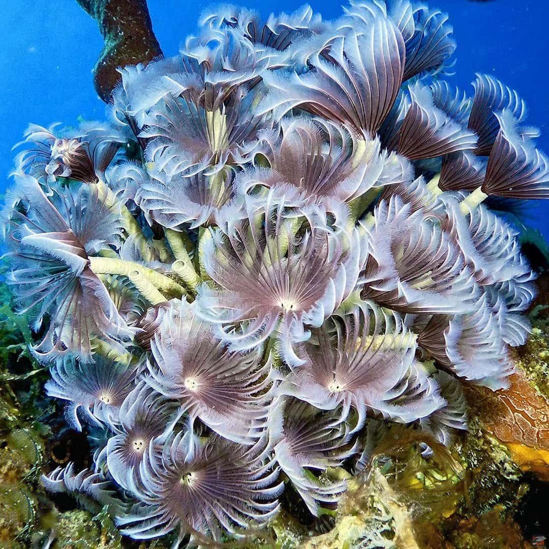 Deep Blue Bayahibe Diving — photo 5