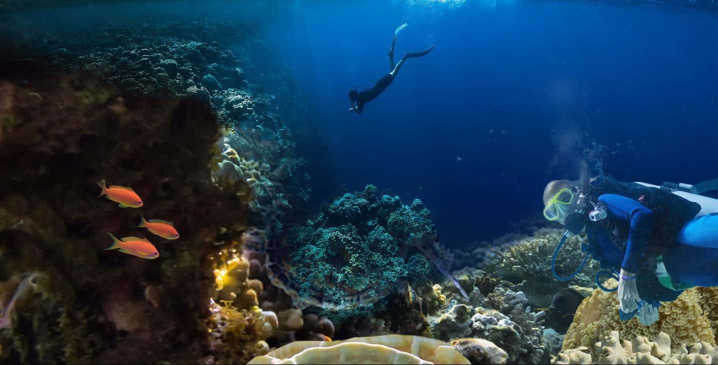 Fintastic Diving
