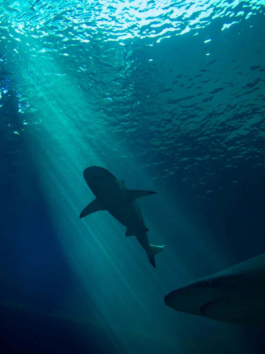 BluWave Divers — photo 5