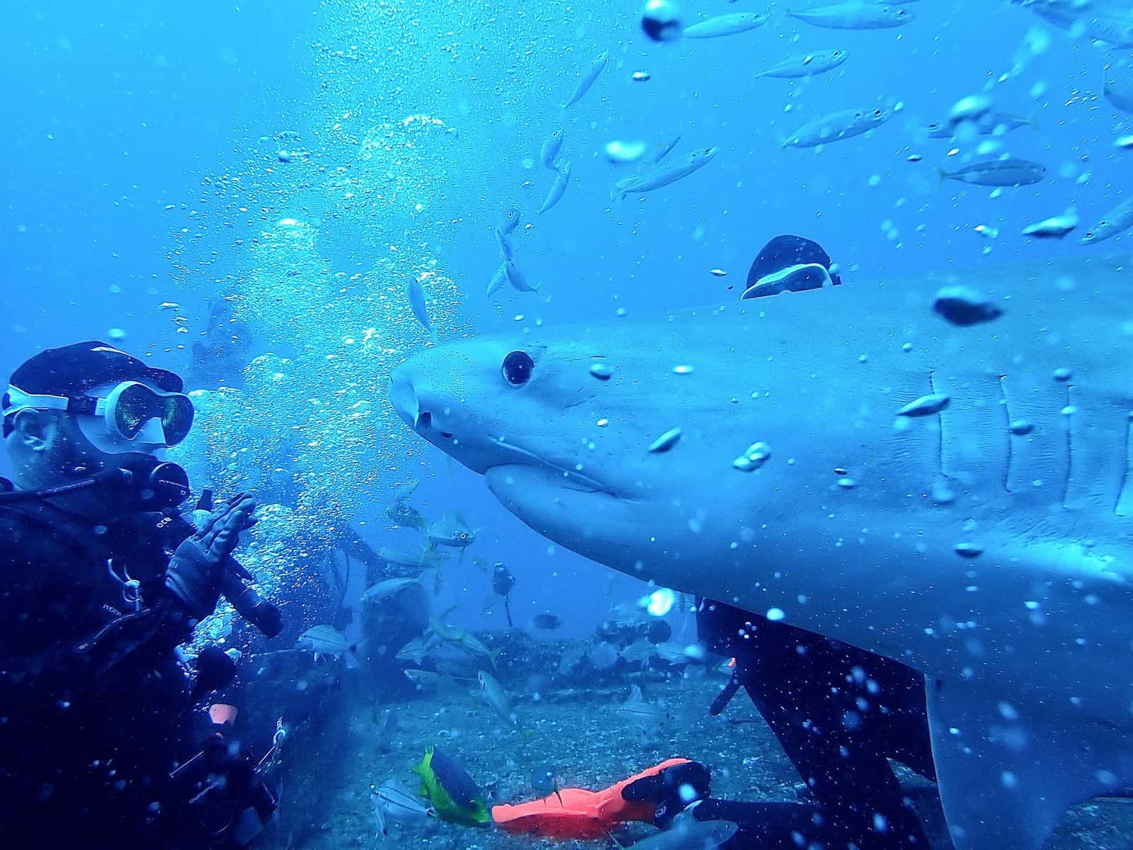 BluWave Divers — photo 3