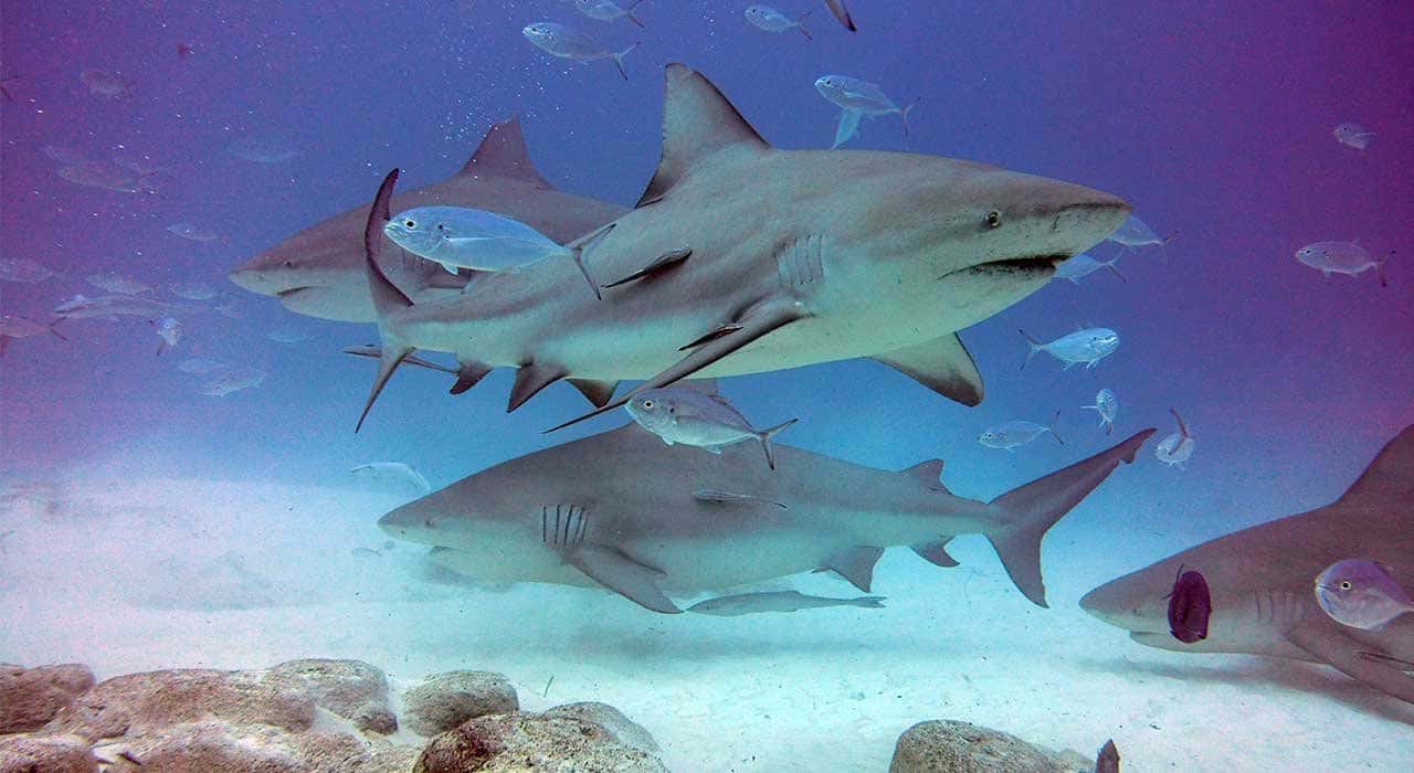Blue Experience Diving