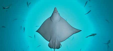 Deep Blue Diving — photo 4