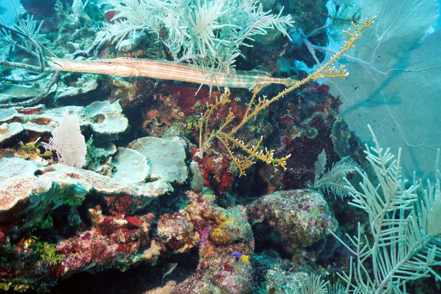 Seahorse Dive Shop