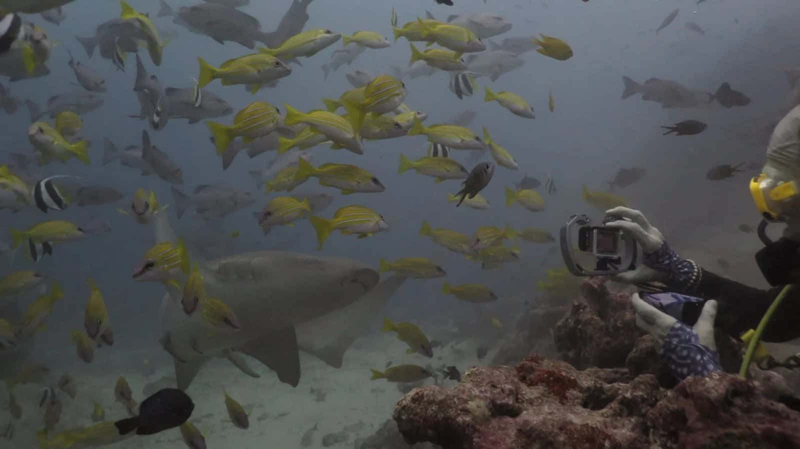 TL Sea Diving