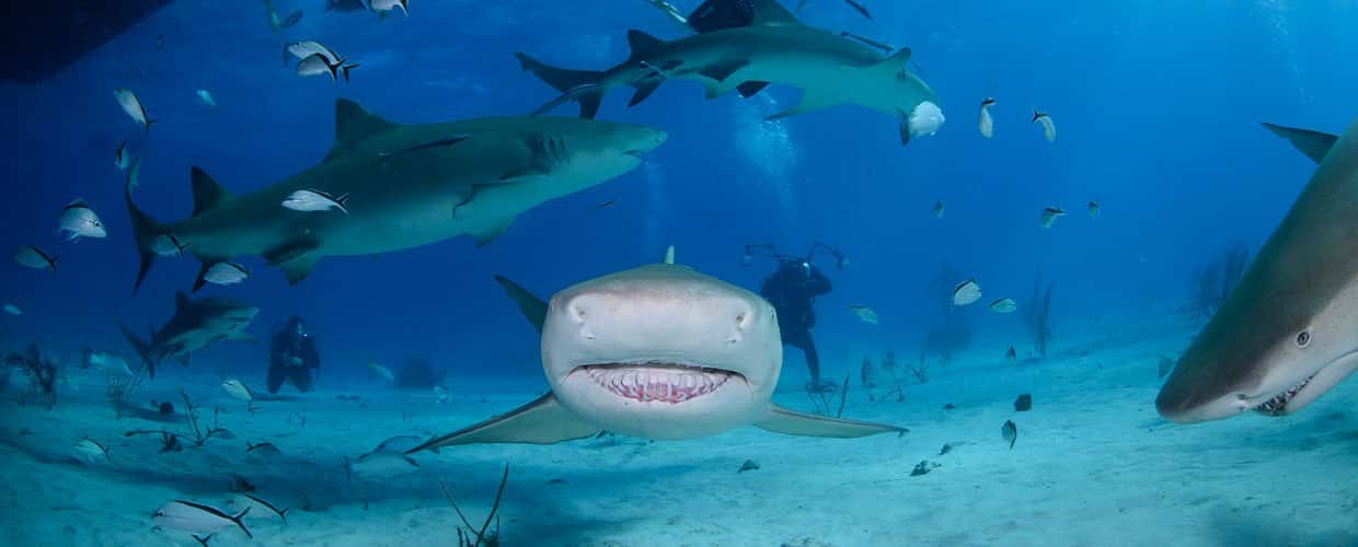 Dressel Divers - Bayahibe
