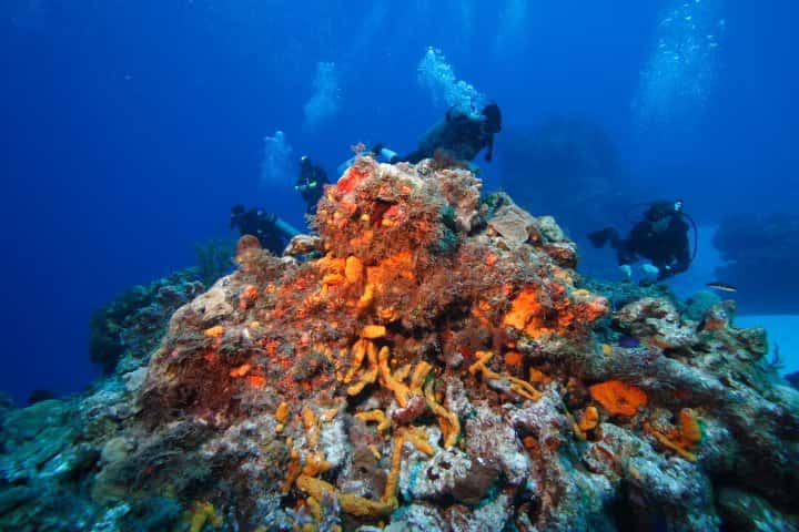 Scuba Bruce Diving