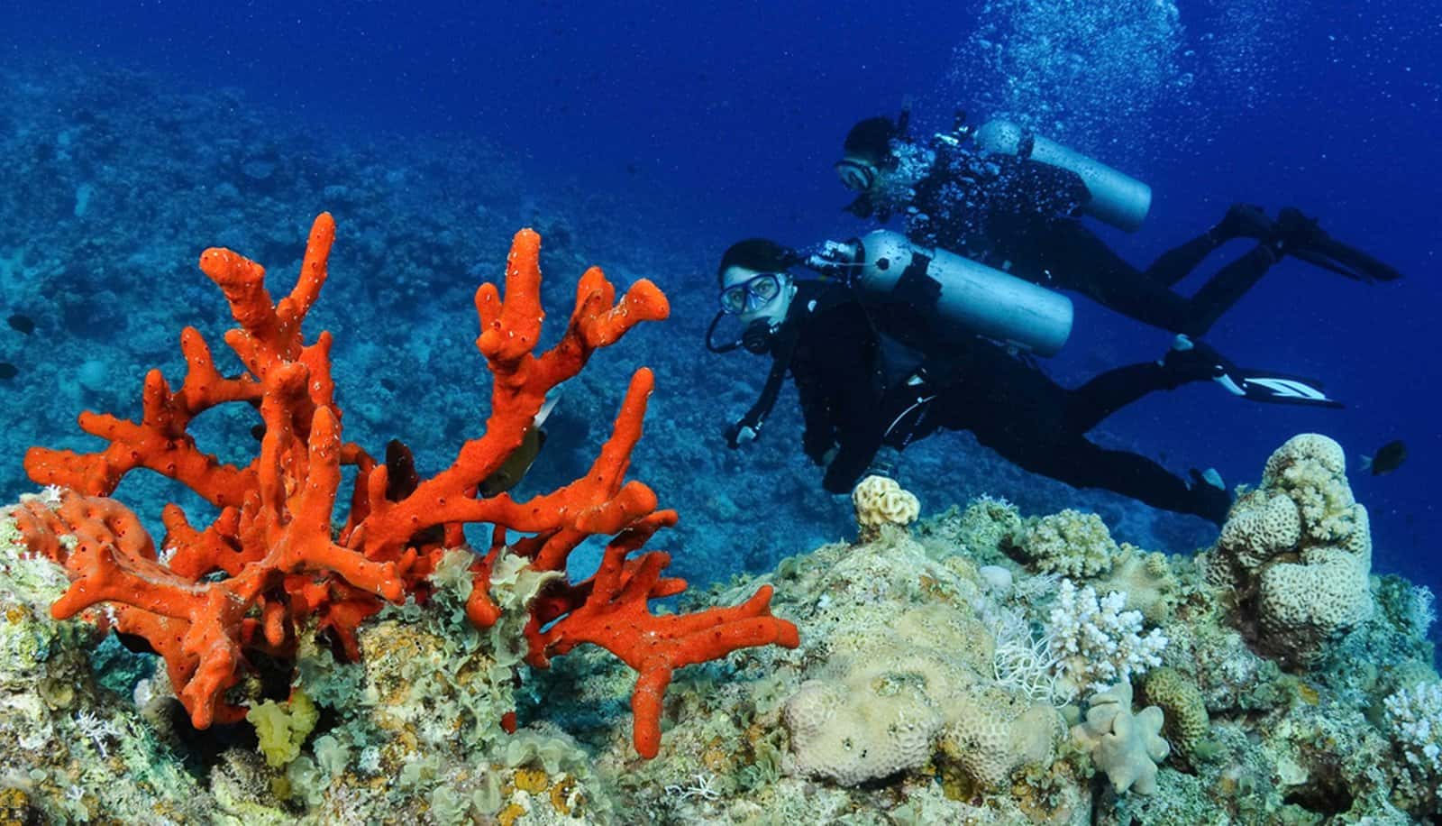 Elite Divers