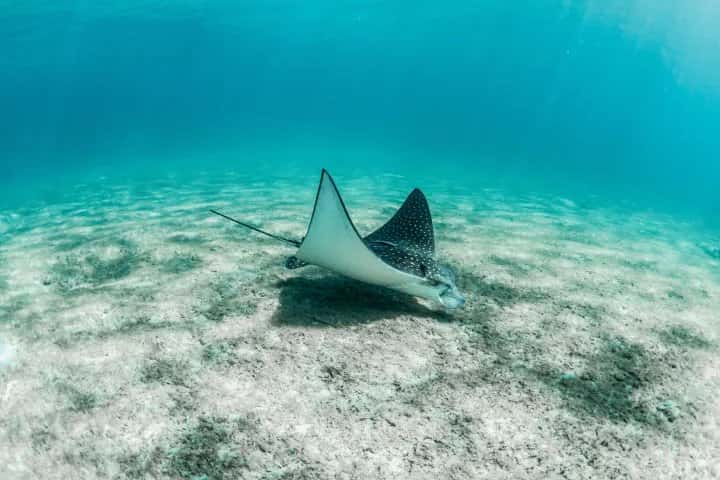 Live Free Diving — photo 5