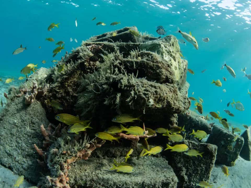Live Free Diving