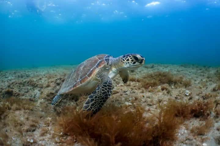 Live Free Diving — photo 4