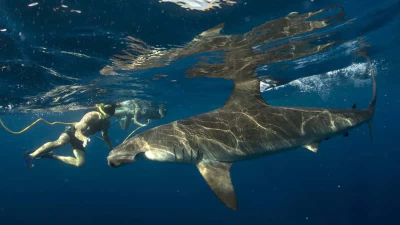 Cabo Shark Dive