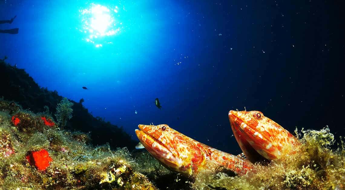 Buceo CID Lanzarote