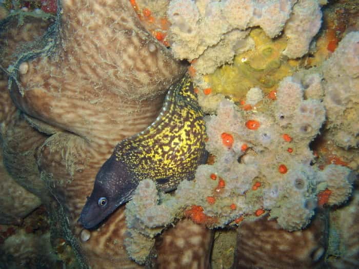 diveshack Malta — photo 3