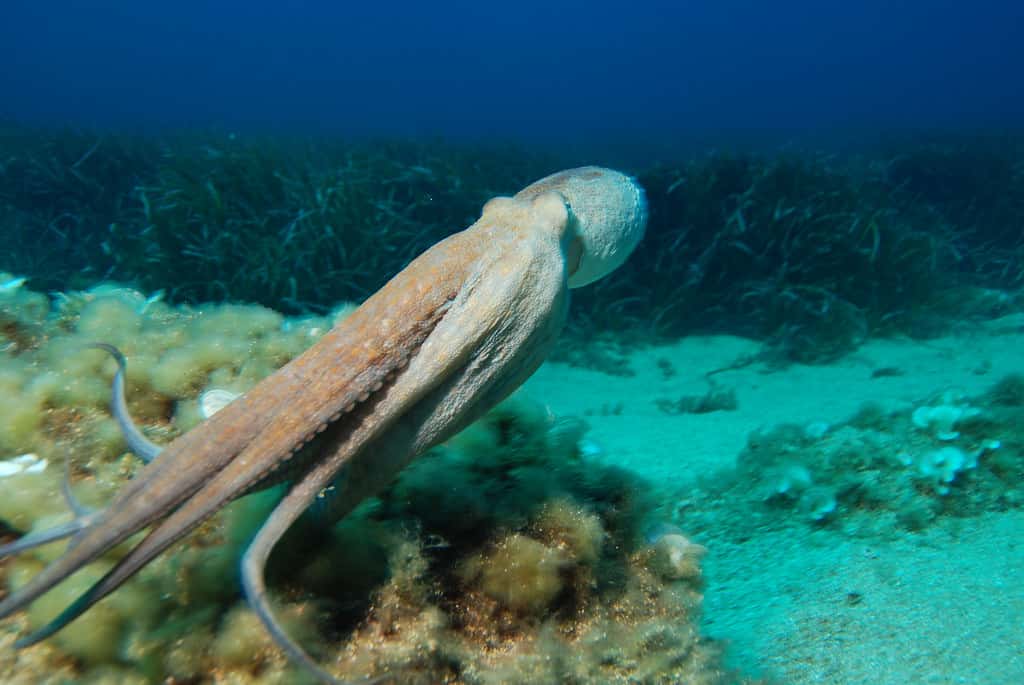 diveshack Malta — photo 2