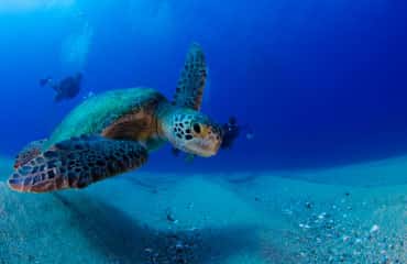 Divers Den