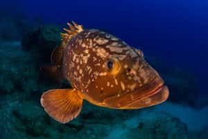 Bubbles Dive Centre — photo 2