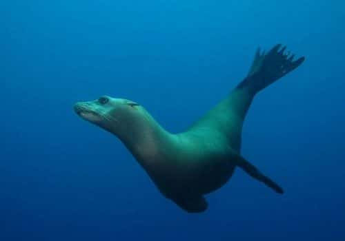 Diving Catalina — photo 4
