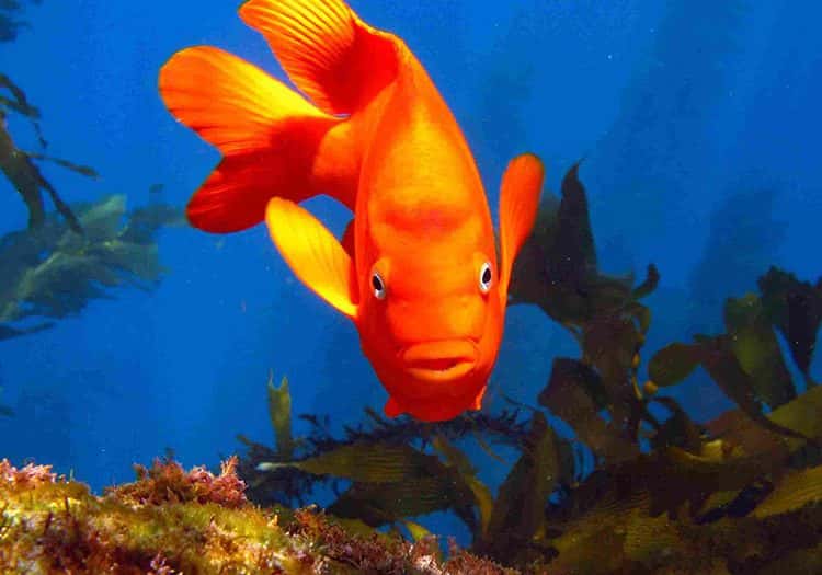 Diving Catalina — photo 3