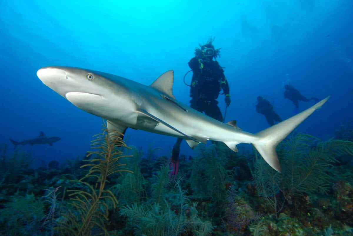 Felipe Diving Center