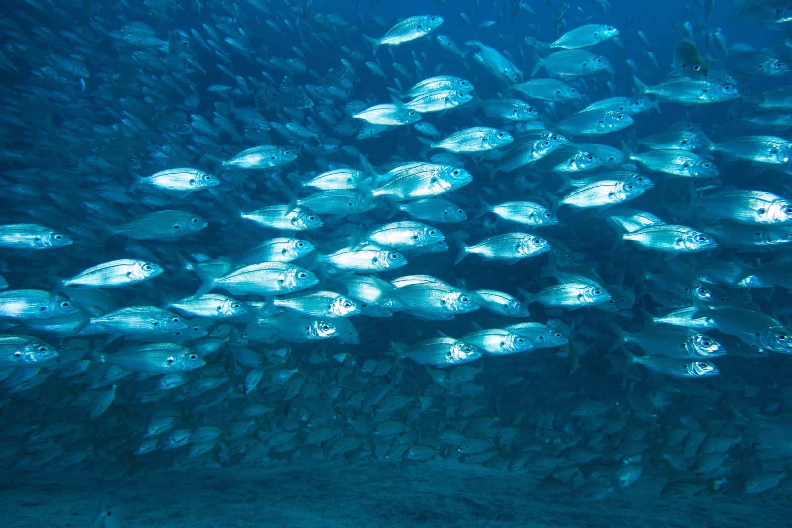 Buceo Sur Gran Canaria