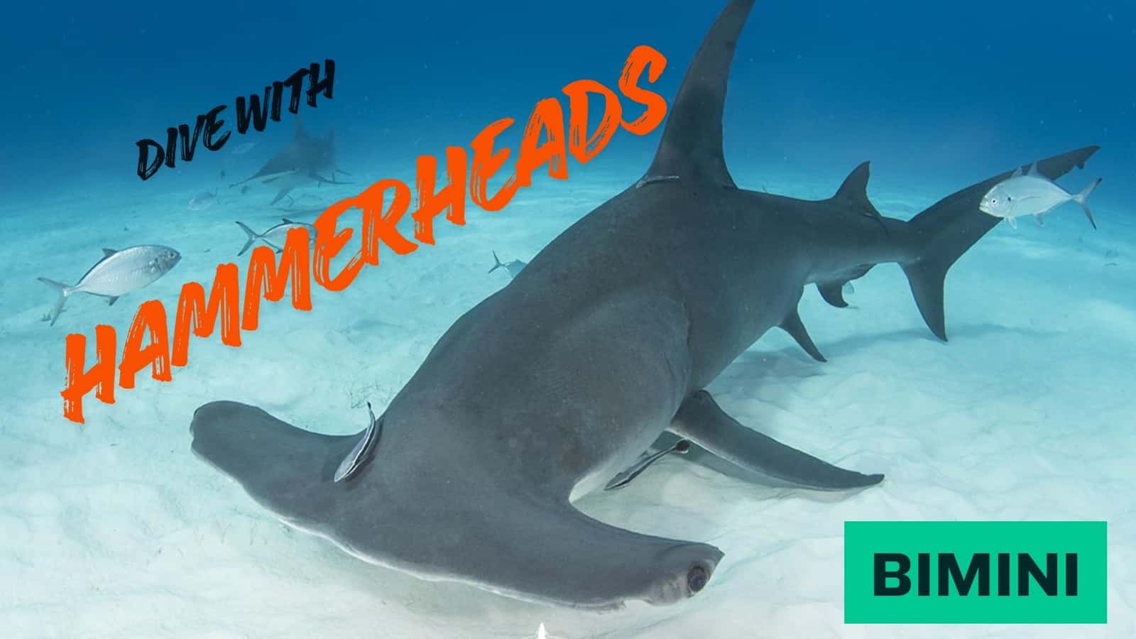 Midwest Diving Specialists