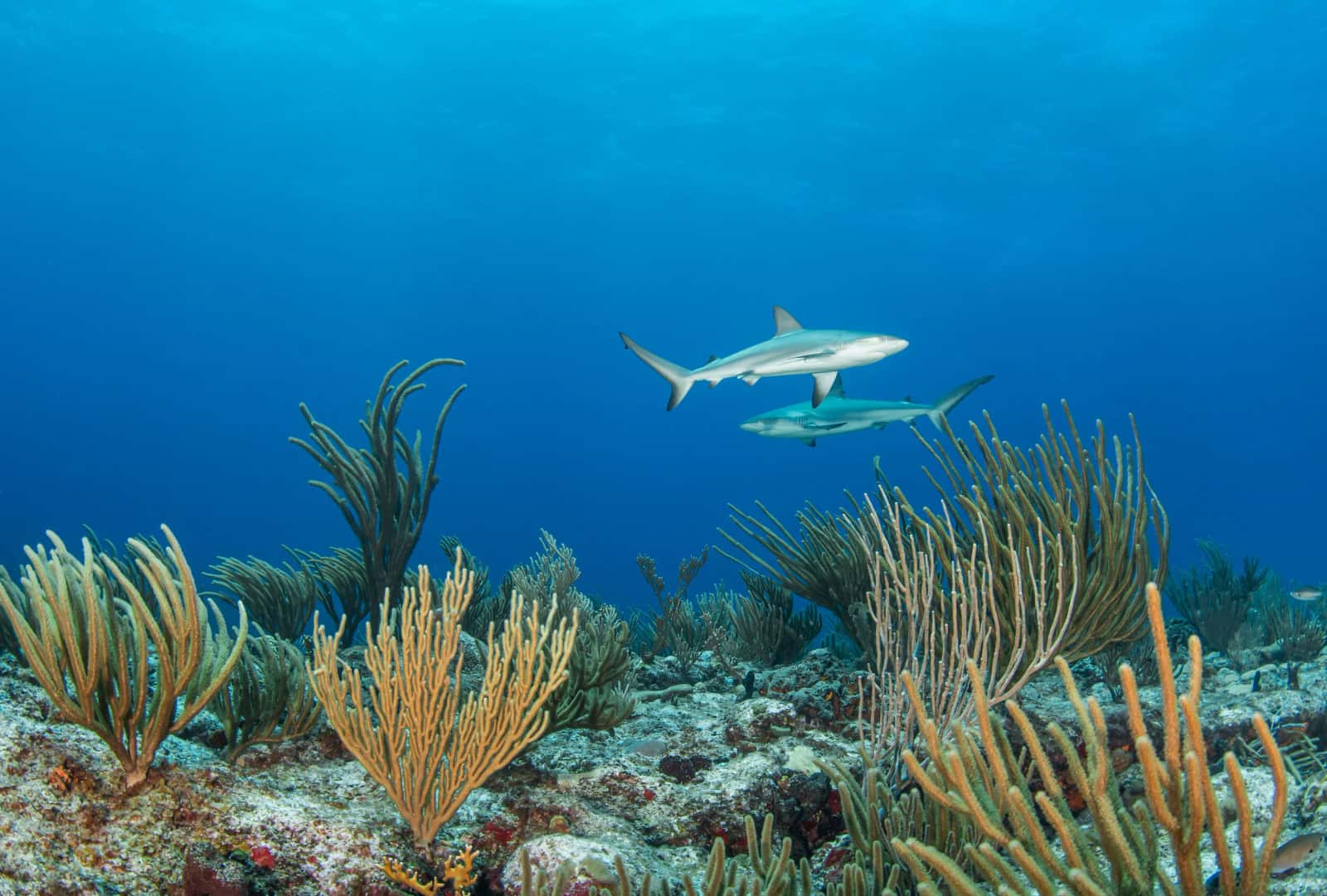 SXM Divers