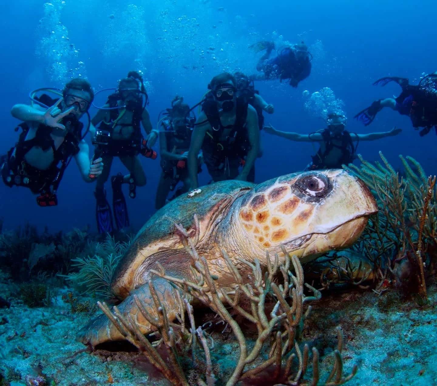 Kyalami Scuba Club