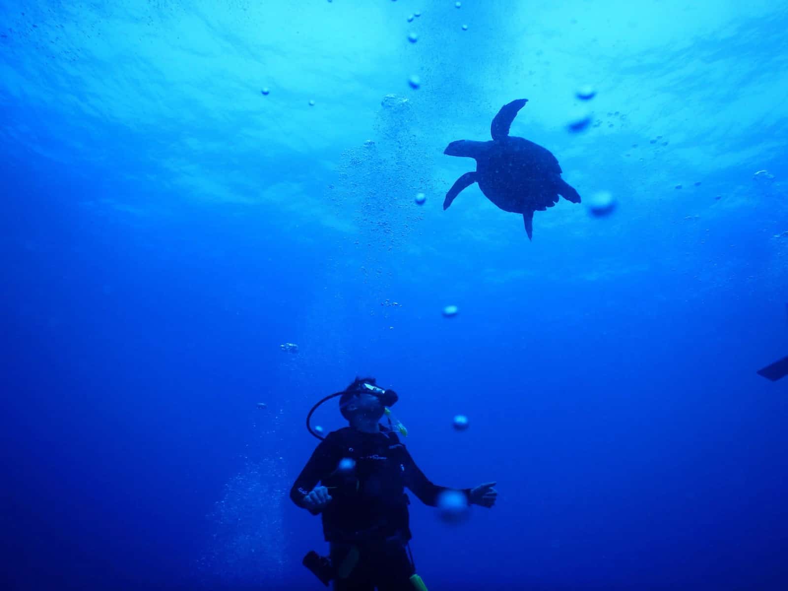 Dive Georgia