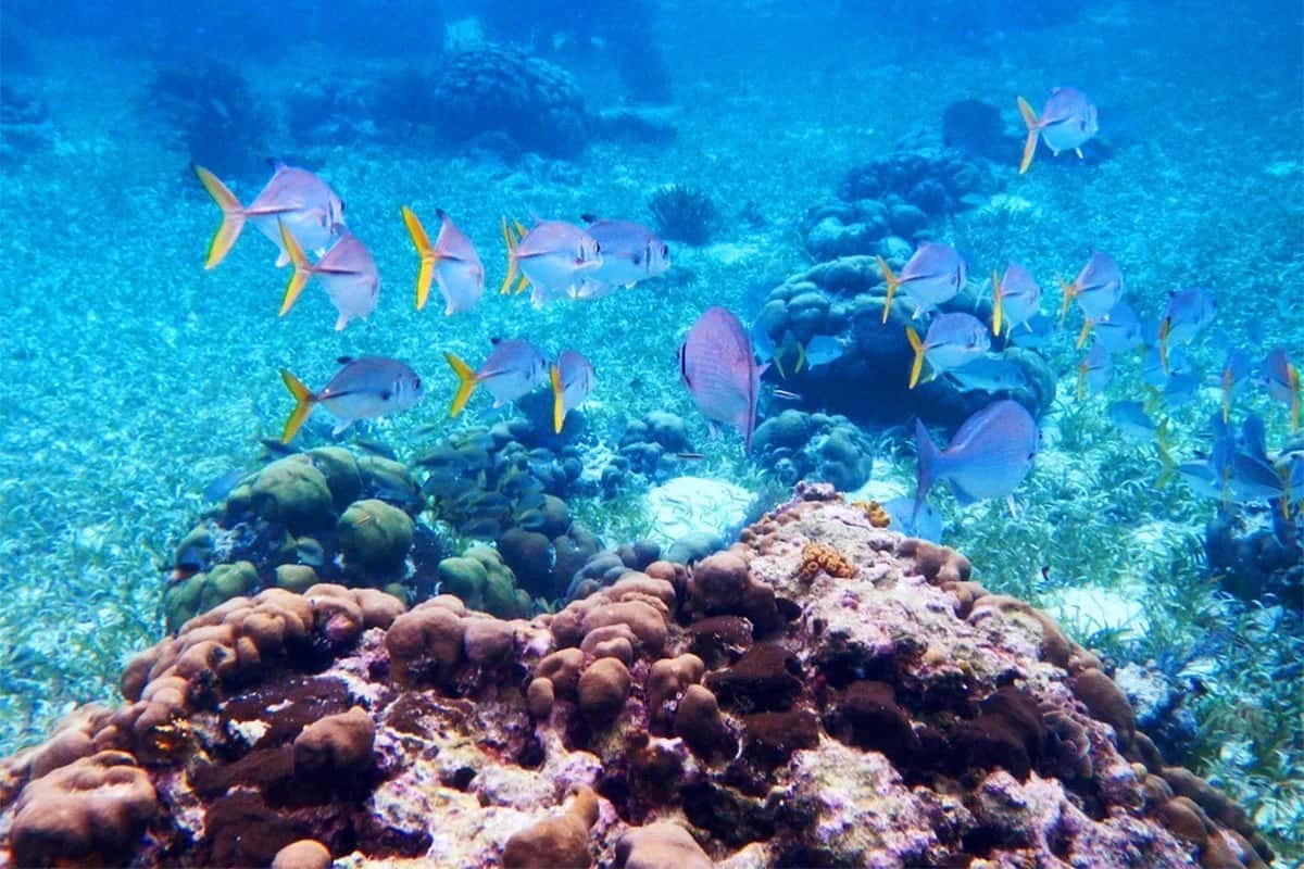 Neptune's Cove Belize Tours
