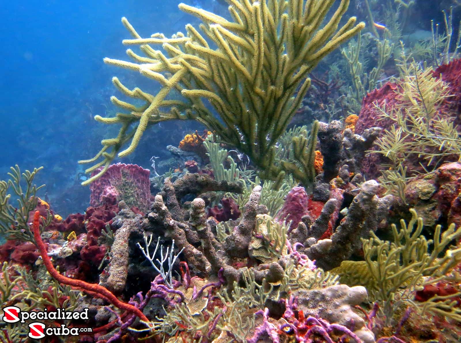 Specialized Scuba