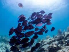 Captain Hook's Dive Key West