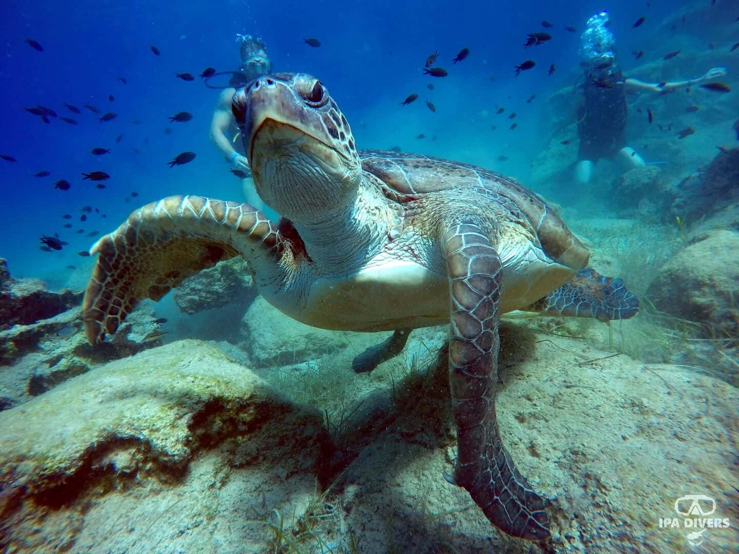 IPA DIVERS CYPRUS — photo 4